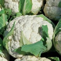 Organic Cauliflower Odysseus Seeds