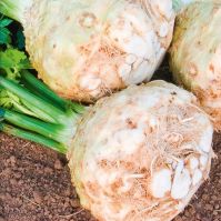 Celeriac 'Monarch'