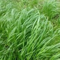 Grazing Rye Seed