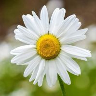 Chamomile