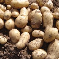Charlotte - Seed Potatoes 