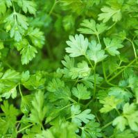 Chervil Organic Seeds