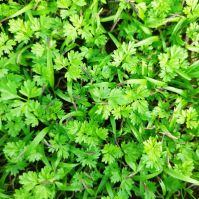 chervil microgreen seeds organic