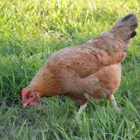 Organic Hen Pasture