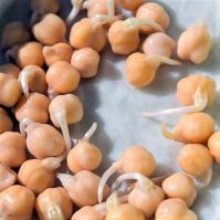 Organic sprouted chickpeas