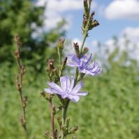 pasture herbs