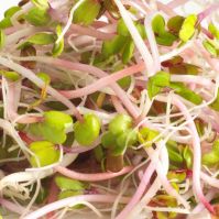 china rose sprouts