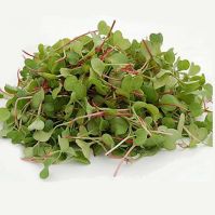 microgreen radish red rubin