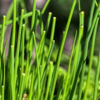 Chive Seed for Sprouting & Microgreens Organic
