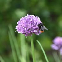 Organic Chive Seeds