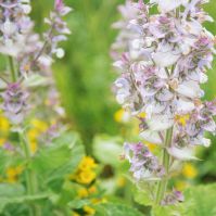 Clary Sage