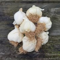 Cledor Planting Garlic Bulbs