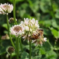 Clover Flower with Bee