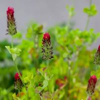 Organic crimson clover