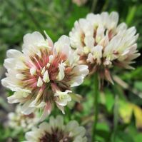 Rivendel White Clover Organic