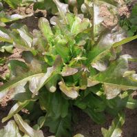Lettuce 'Cocarde'
