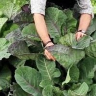 Fodder Kale Coleor