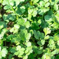 Organic Cilantro Seeds