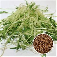 Organic coriander seed for microgreens
