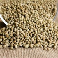 Organic coriander seed for microgreens