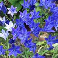 organic brodiae corinna bulbs