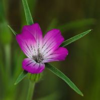 corncockle flower
