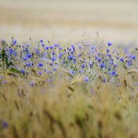 Cornflower Seed Ireland Organic