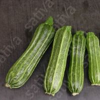 Courgette 'Costata Romanesco'