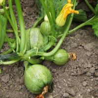 Courgette 'De Nice Round'