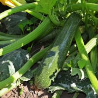 Courgette 'Zuboda'