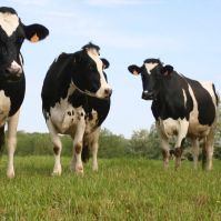 organic grass seed ireland