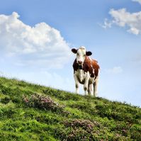 Diverse Drought Resistant Pasture Mix