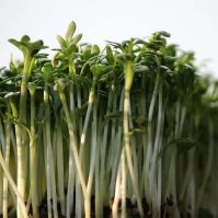 cress seed for sprouting at home