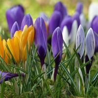 crocus colour mix