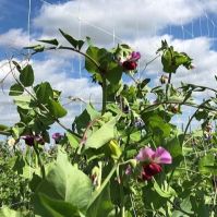 Crop Support Netting with Peas