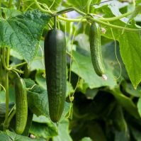 Cucumber Helena Seeds