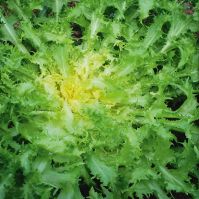 Curly Endive, 'Wallonne'