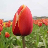Organic Tulip Dafeng
