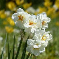 Double Daffodil