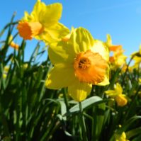 narcissus jetfire