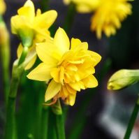 double yellow daffodil for early flowering