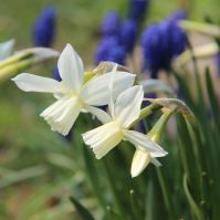 Narcissus 'Thalia'
