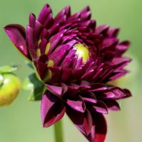 Organic Dahlia 'Arabian Night'