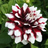 Bee friendly dahlia