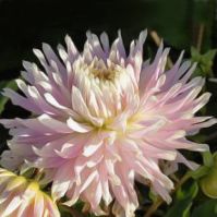 Organic Dahlia Kiev Bulbs