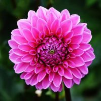 strong Dahlia