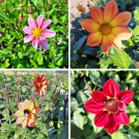 Dahlia bee mix organic bulbs