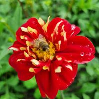 Dahlia single flower bright red with yellow centre