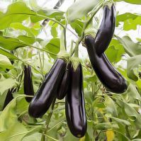   Aubergine De Barbentane