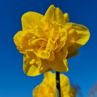 Organic Narcissus 'Dick Wilden'